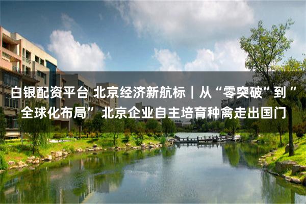 白银配资平台 北京经济新航标｜从“零突破”到“全球化布局” 北京企业自主培育种禽走出国门